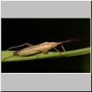 Stenodema sp - Weichwanze 02b 8mm.jpg